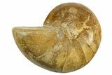 Cut & Polished Jurassic Nautilus Fossil (Half) - Madagascar #339278-1